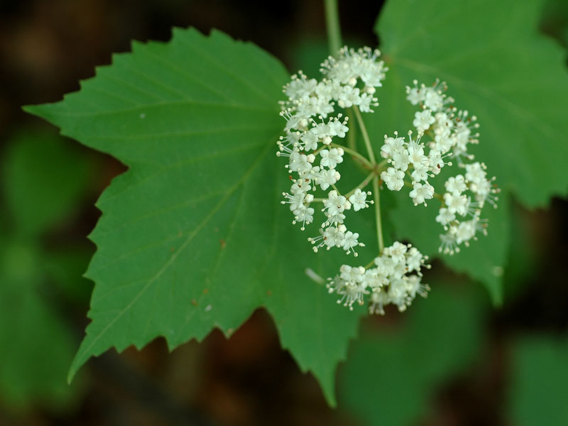 Mapleleaf Viburnum