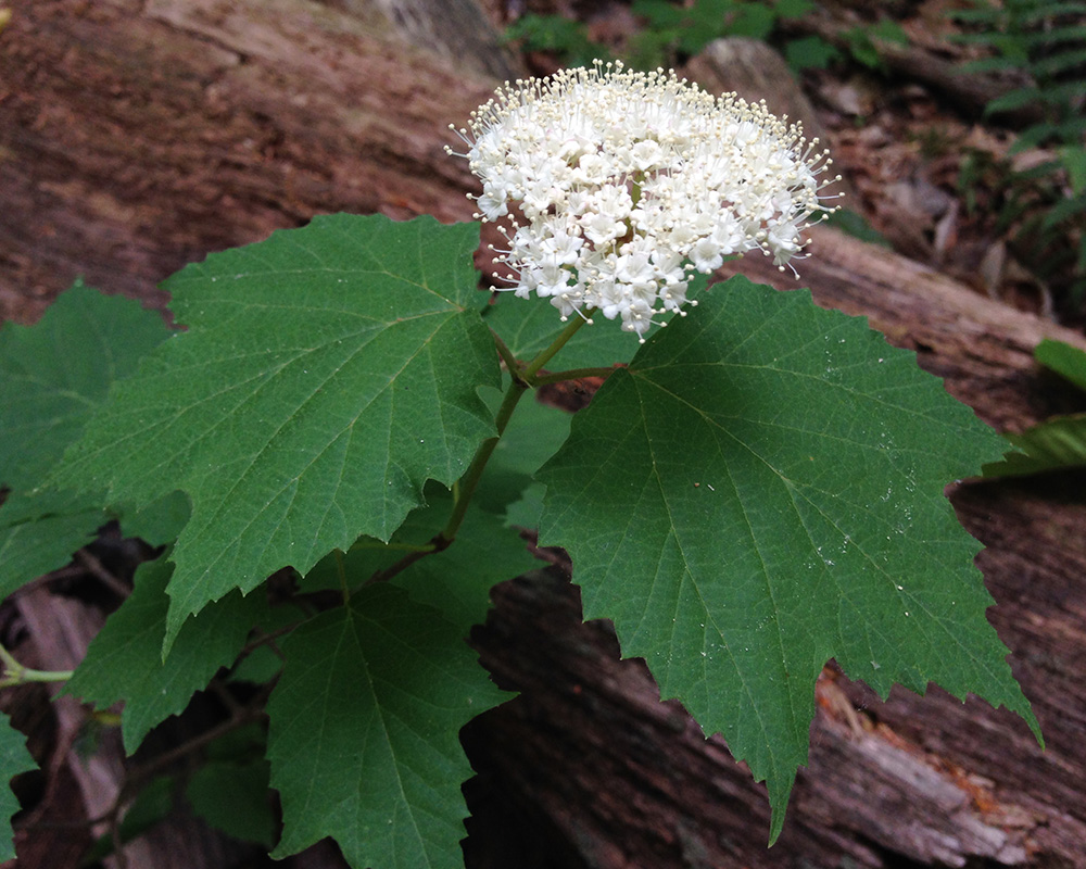 Viburnum acerifolium