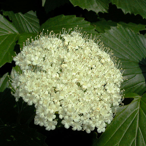 Viburnum dentatum var. dentatum