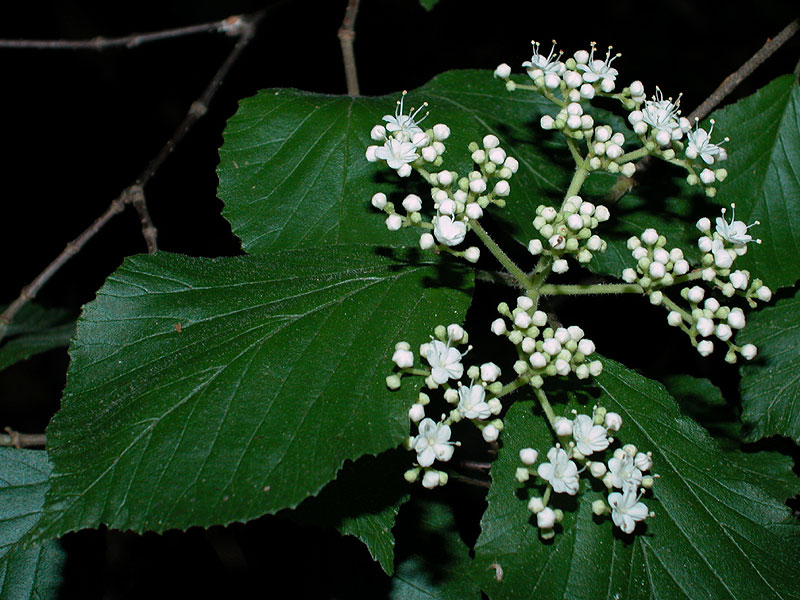 Viburnum dilatatum