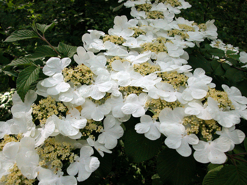 Viburnum plicatum