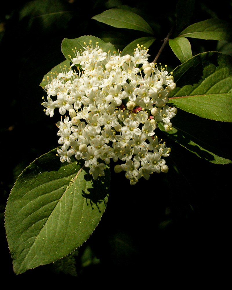 Viburnum prunifolium