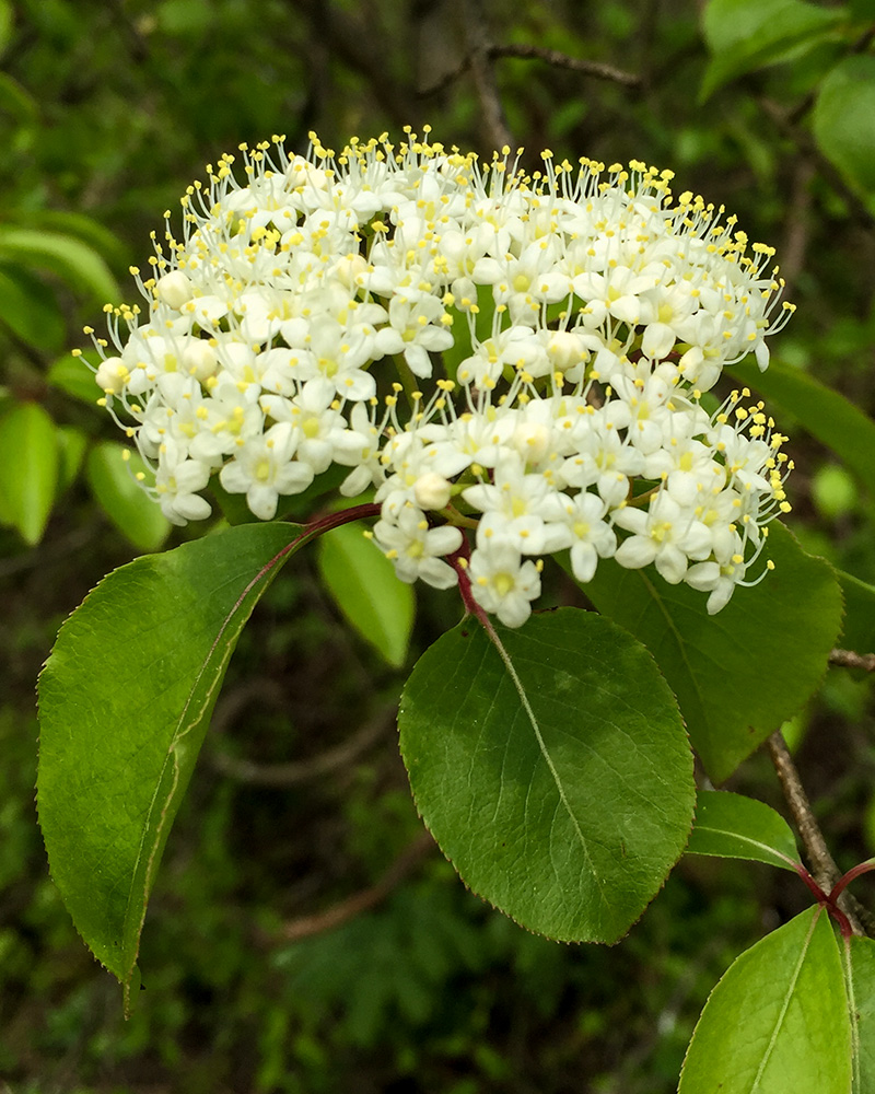 Viburnum prunifolium