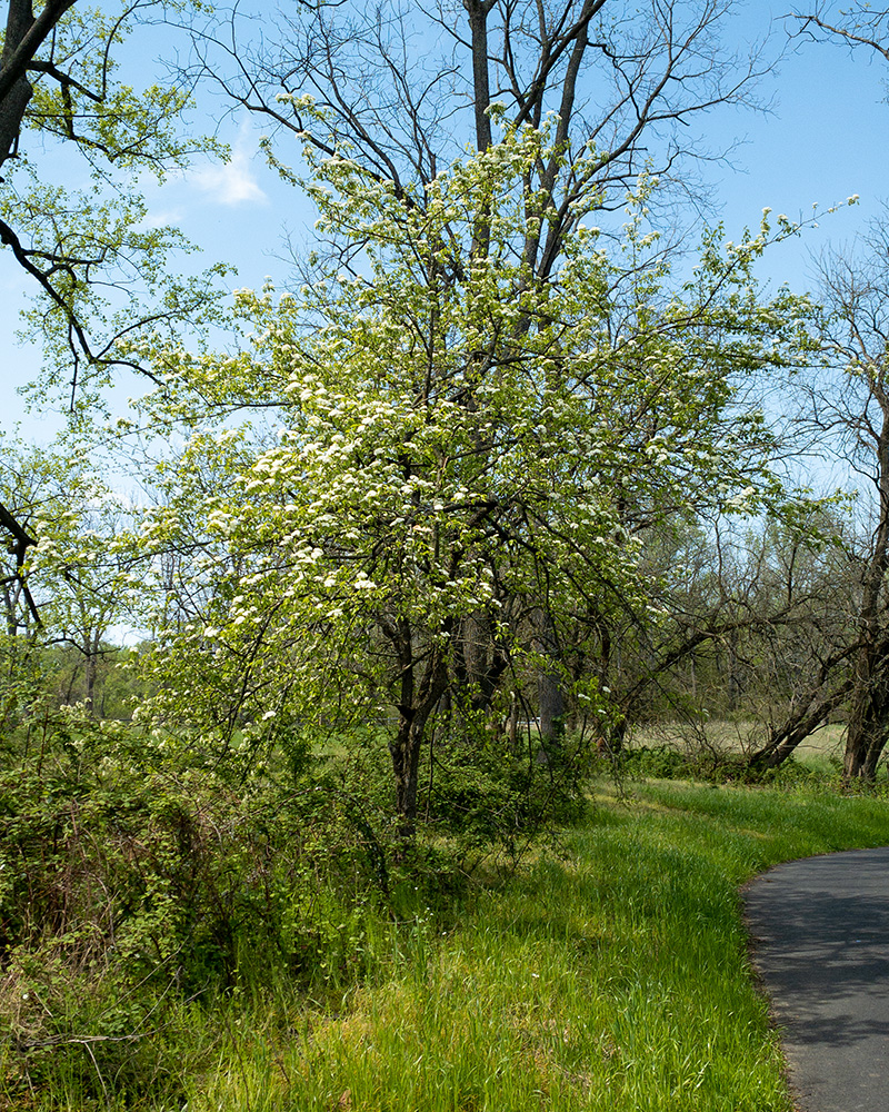 Viburnum prunifolium