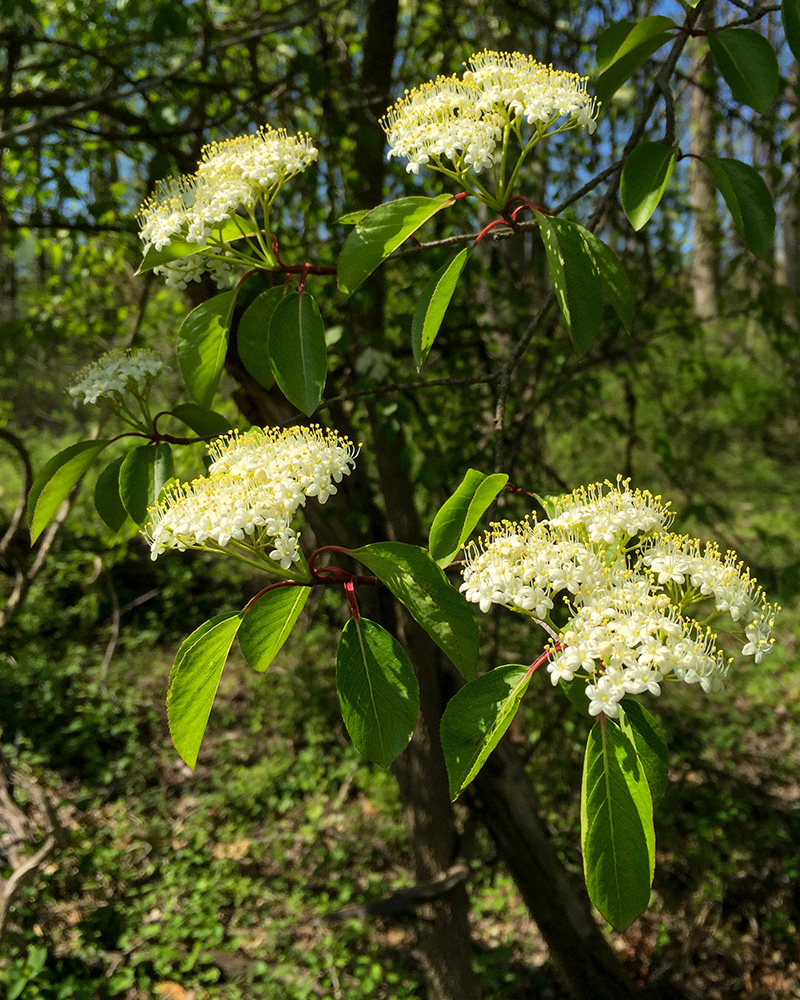 Viburnum prunifolium