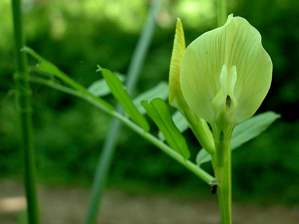 Showy Vetch