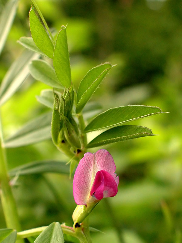 Vicia sativa subsp. sativa