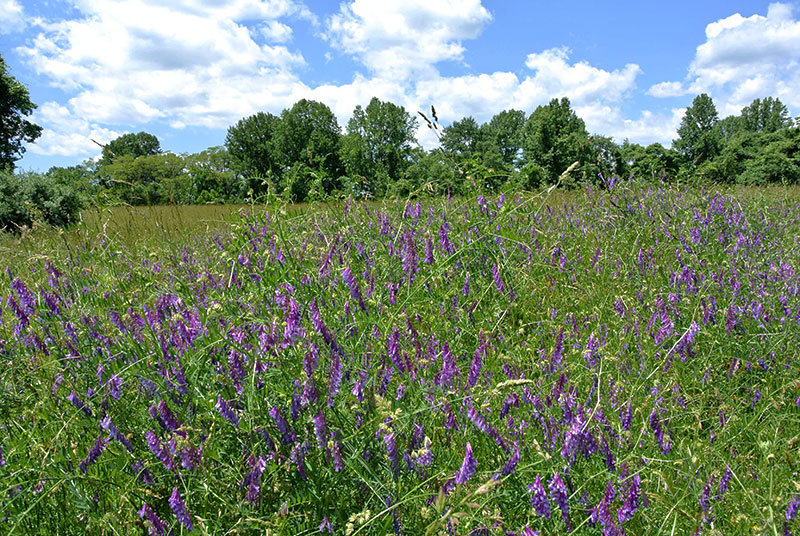Vicia villosa