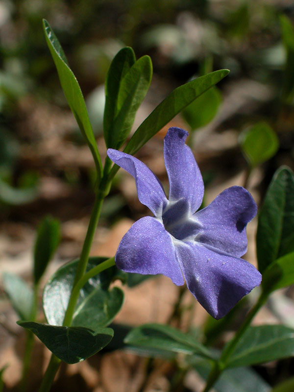 Lesser Periwinkle