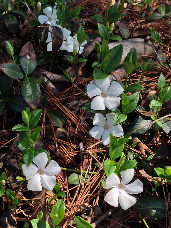 Lesser Periwinkle