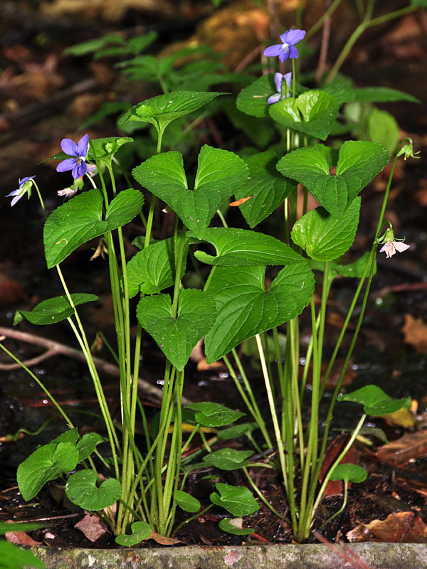 Viola cucullata