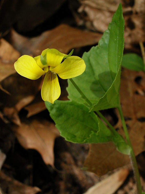 Smooth Yellow Violet