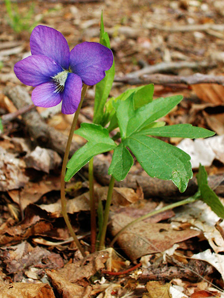 Viola palmata