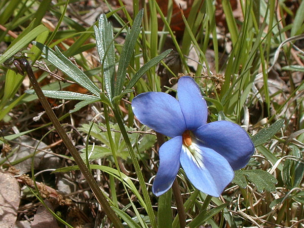 Blue Bird's-foot Violet