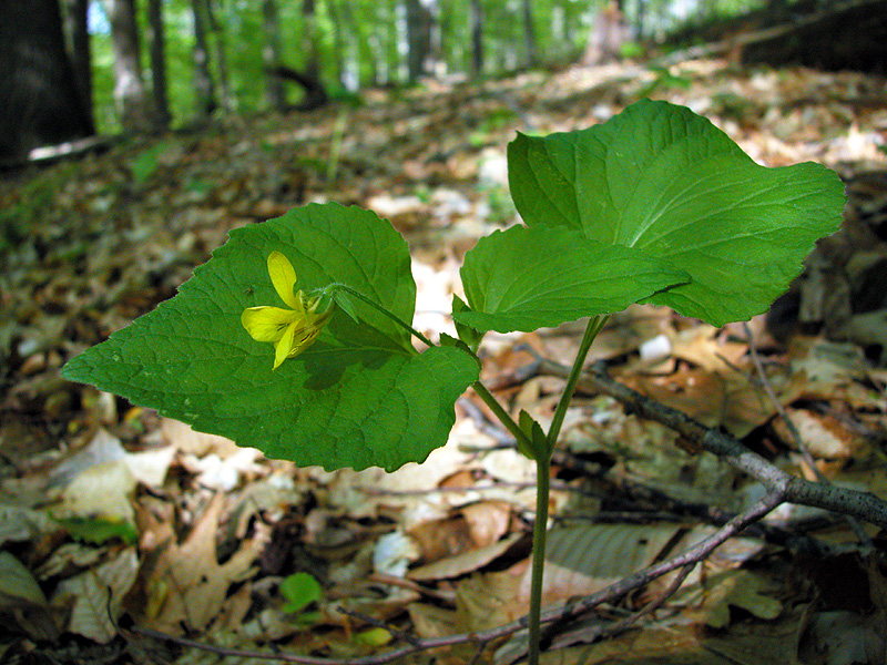 Downy Yellow Violet