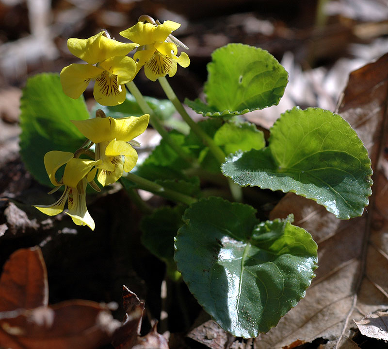 Viola rotundifolia