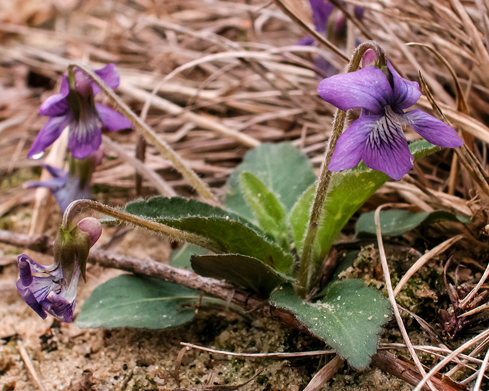 Blue Fringed Violet