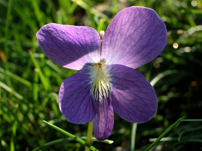 Common Blue Violet