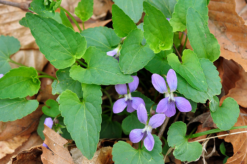 Viola sororia