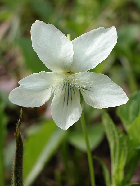 Striped White Violet