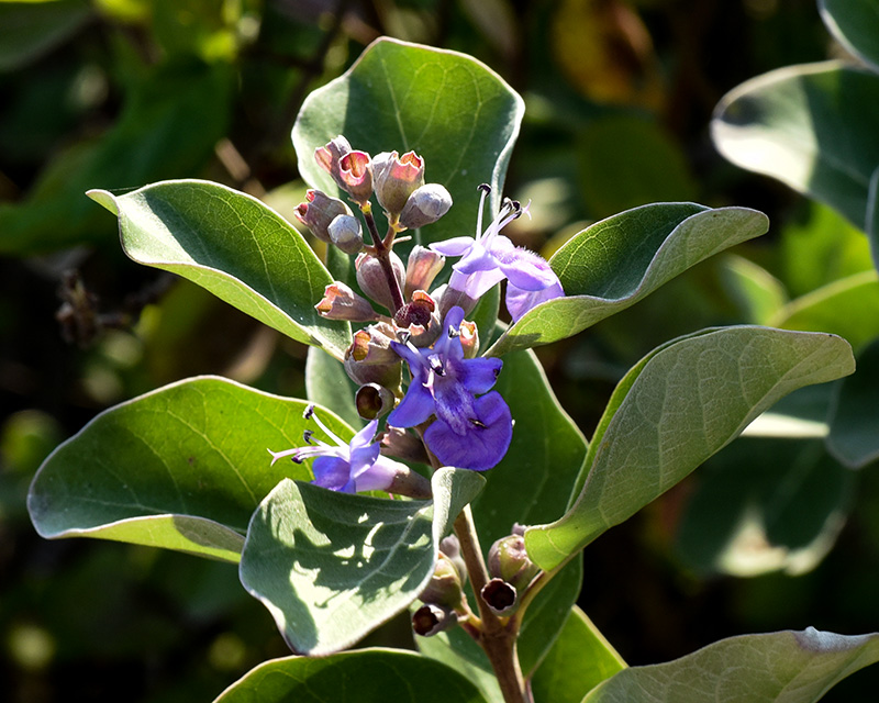 Vitex rotundifolia