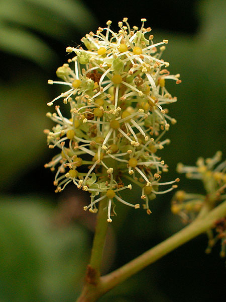 Vitis labrusca