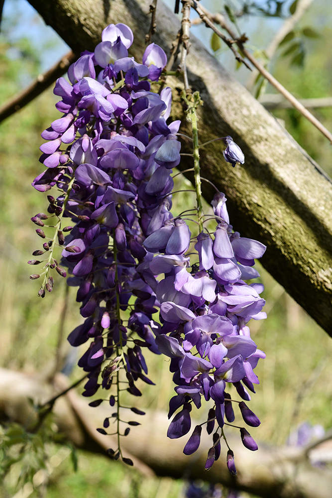 Chinese Wisteria