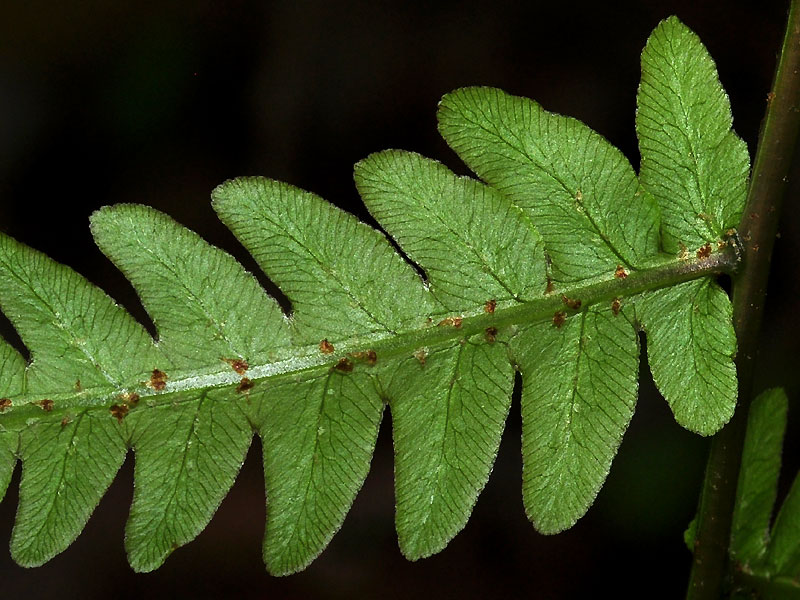 Woodwardia virginica