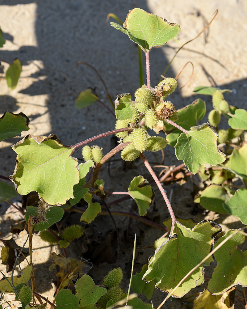 <i>Xanthium strumarium</i>