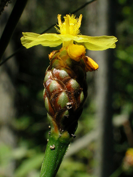 Pink-based Yellow-eyed-grass