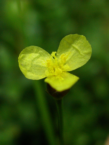 Twisted Yellow-eyed-grass