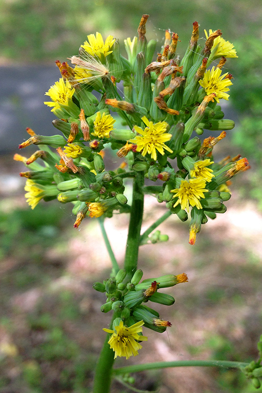 Youngia thunbergiana