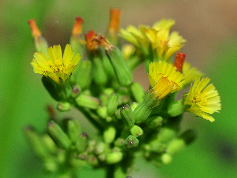 Youngia thunbergiana