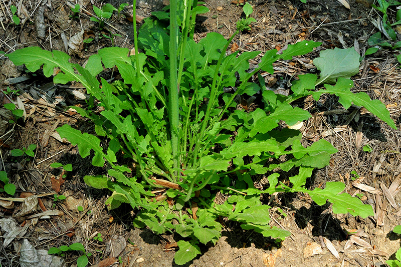 Youngia thunbergiana