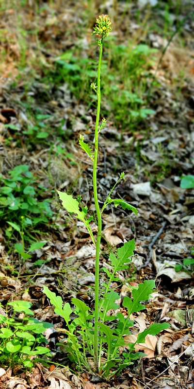 Youngia thunbergiana