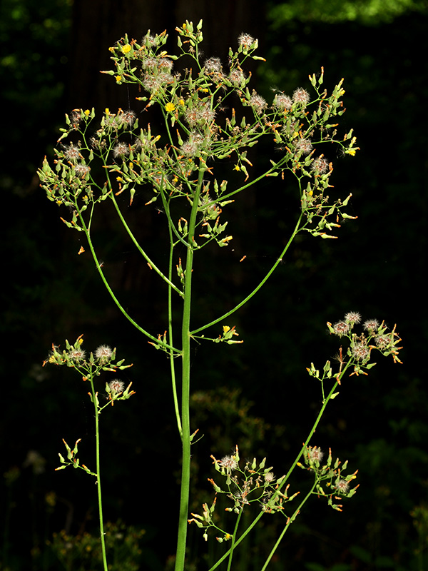 Youngia thunbergiana