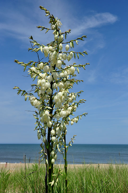 Yucca filamentosa