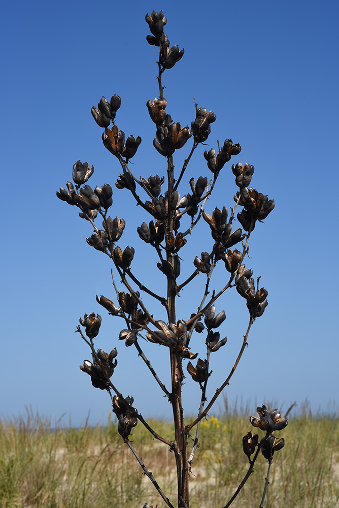 Yucca filamentosa