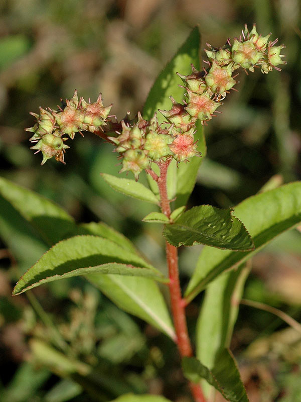 Ditch Stonecrop