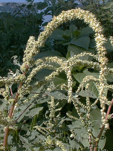 Amaranthus spinosus