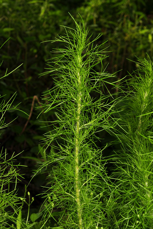 what family is fennel in what family is fennel in