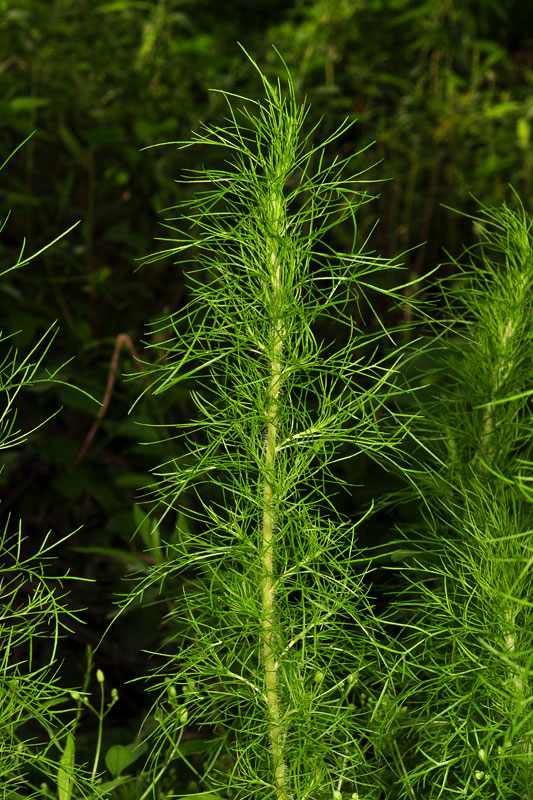 Eupatorium capillifolium