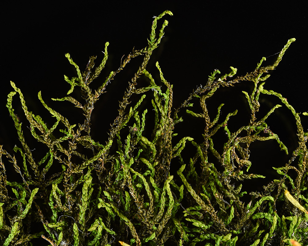 <i>Leskea gracilescens</i>