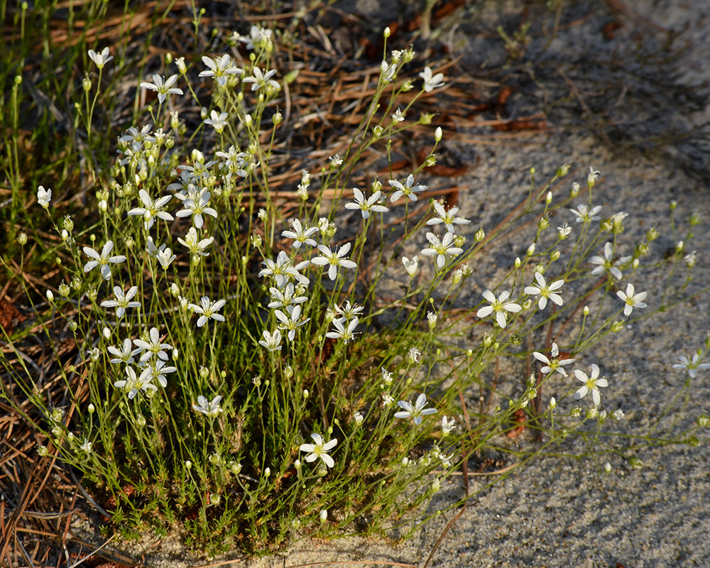 Minuartia caroliniana