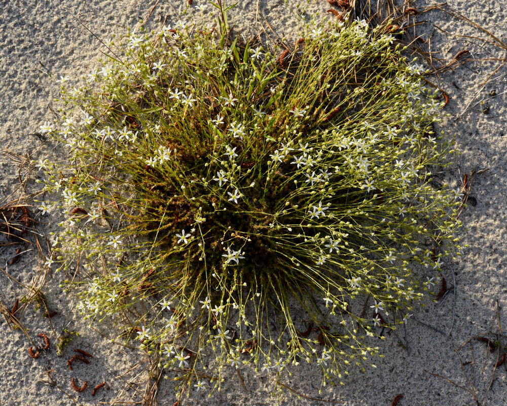 Minuartia caroliniana