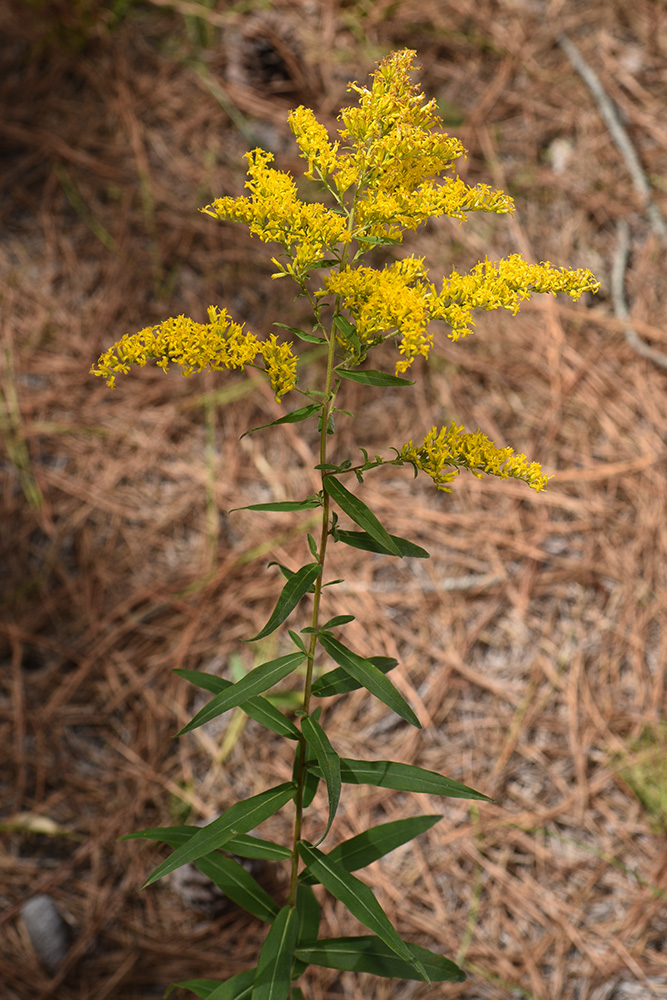 Sweet Goldenrod