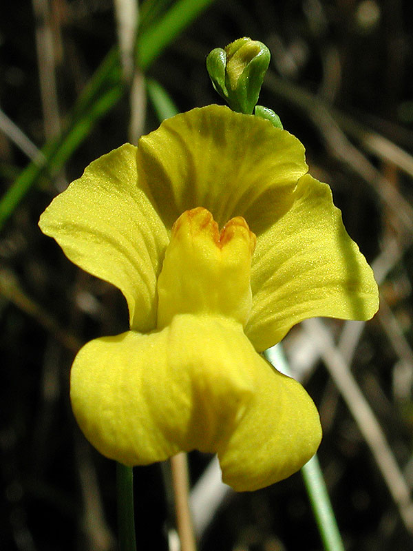 Humped Bladderwort