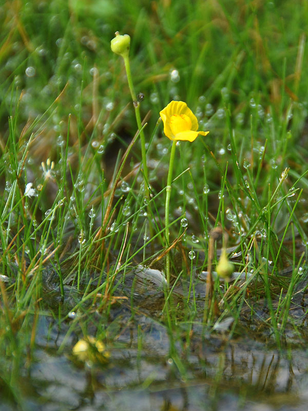 Utricularia gibba