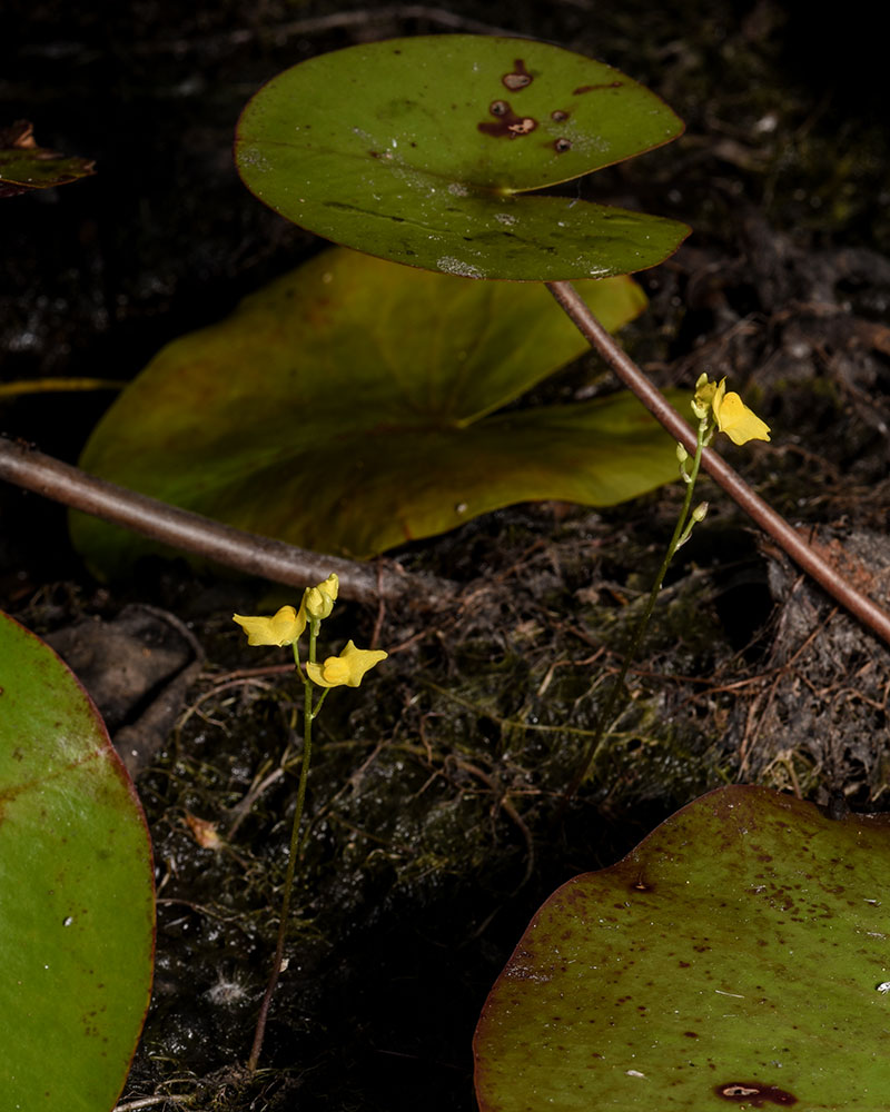 Humped Bladderwort